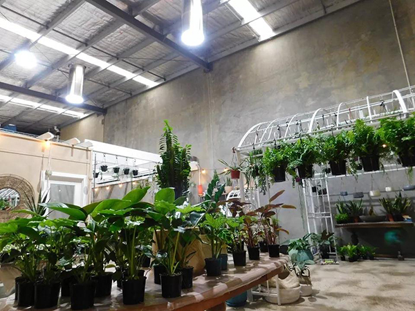索樂圖導(dǎo)光管為你詮釋，自然光對(duì)植物和人的積極影響